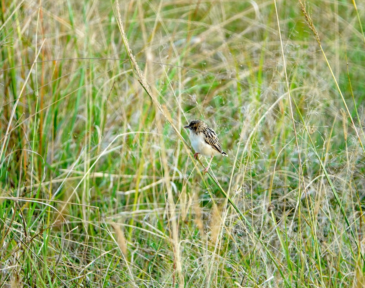 Pectoral-patch Cisticola - ML643566809