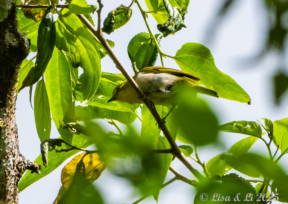 Warbling White-eye - ML643566811
