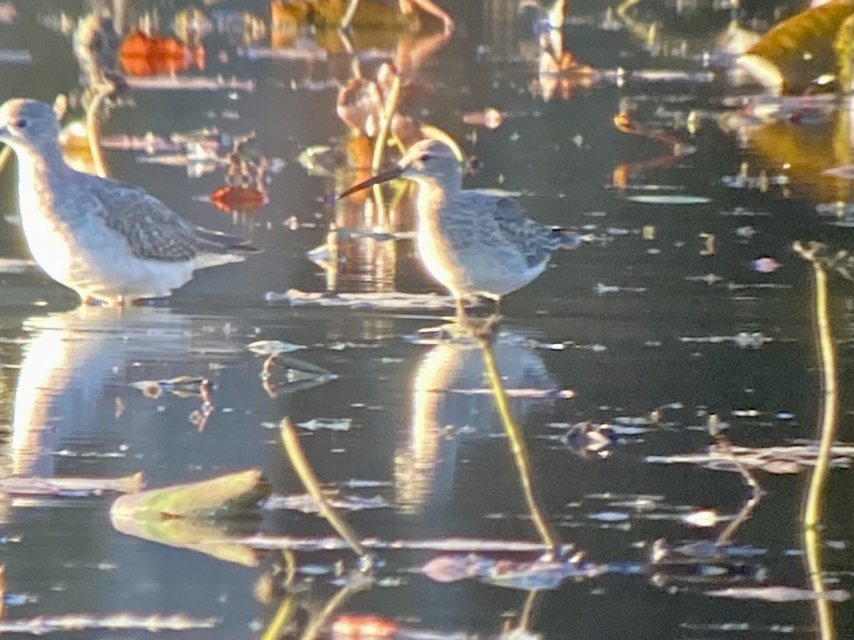 Stilt Sandpiper - ML643566813