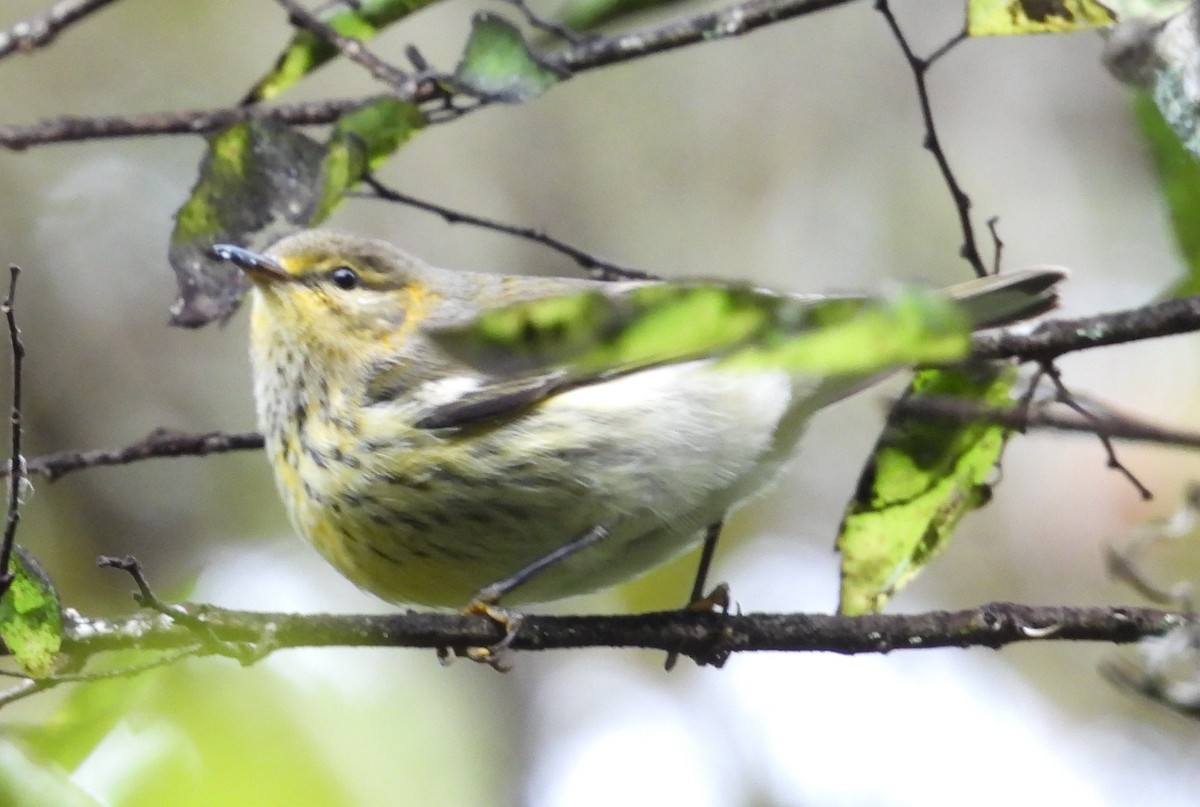 Cape May Warbler - ML643566815