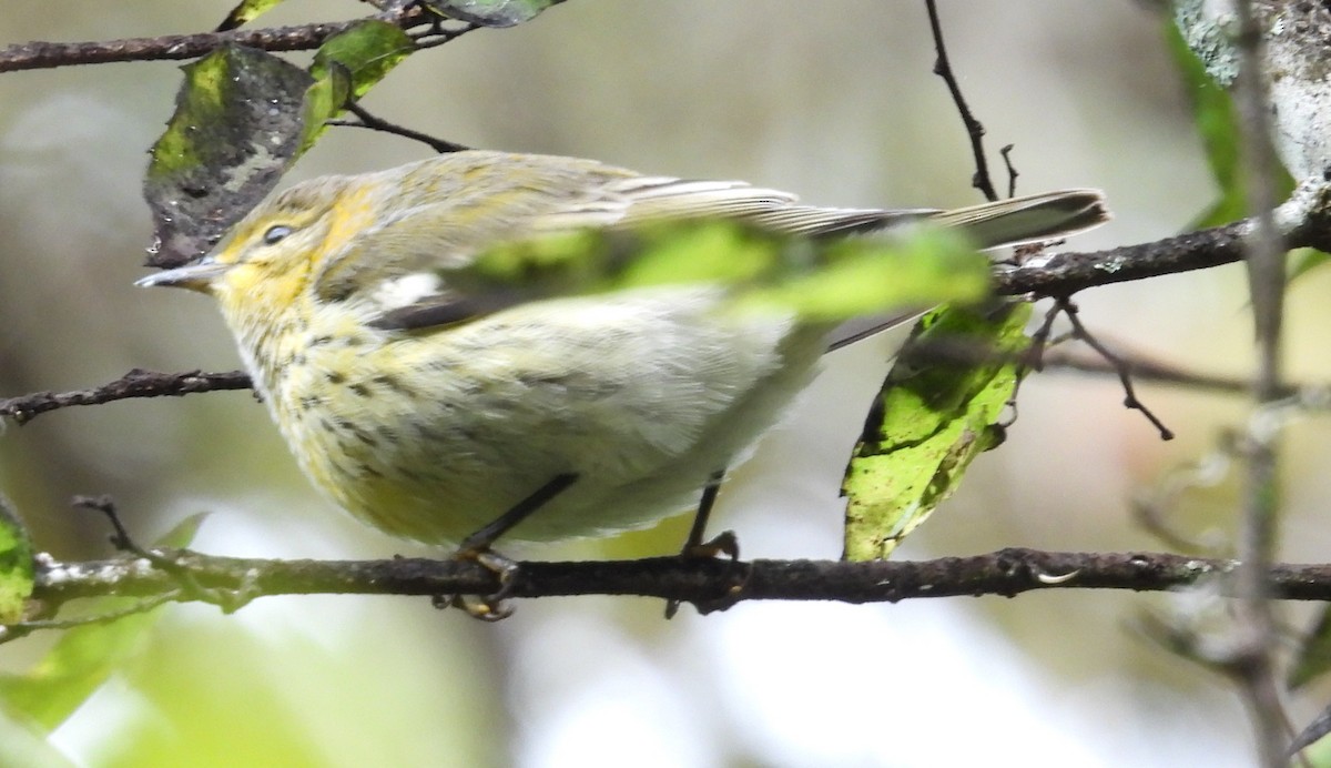 Cape May Warbler - ML643566816