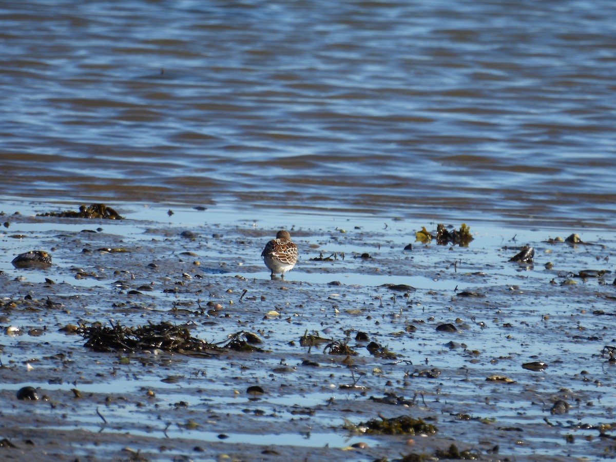 White-rumped Sandpiper - ML643566819