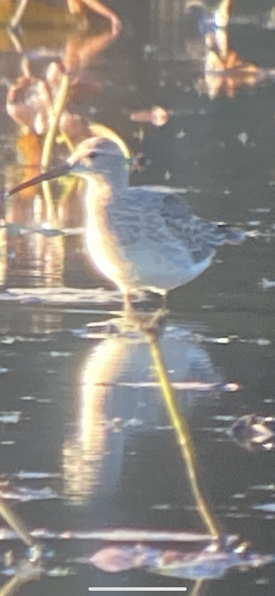 Stilt Sandpiper - ML643566825