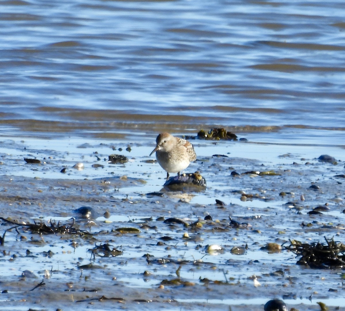 White-rumped Sandpiper - ML643566826