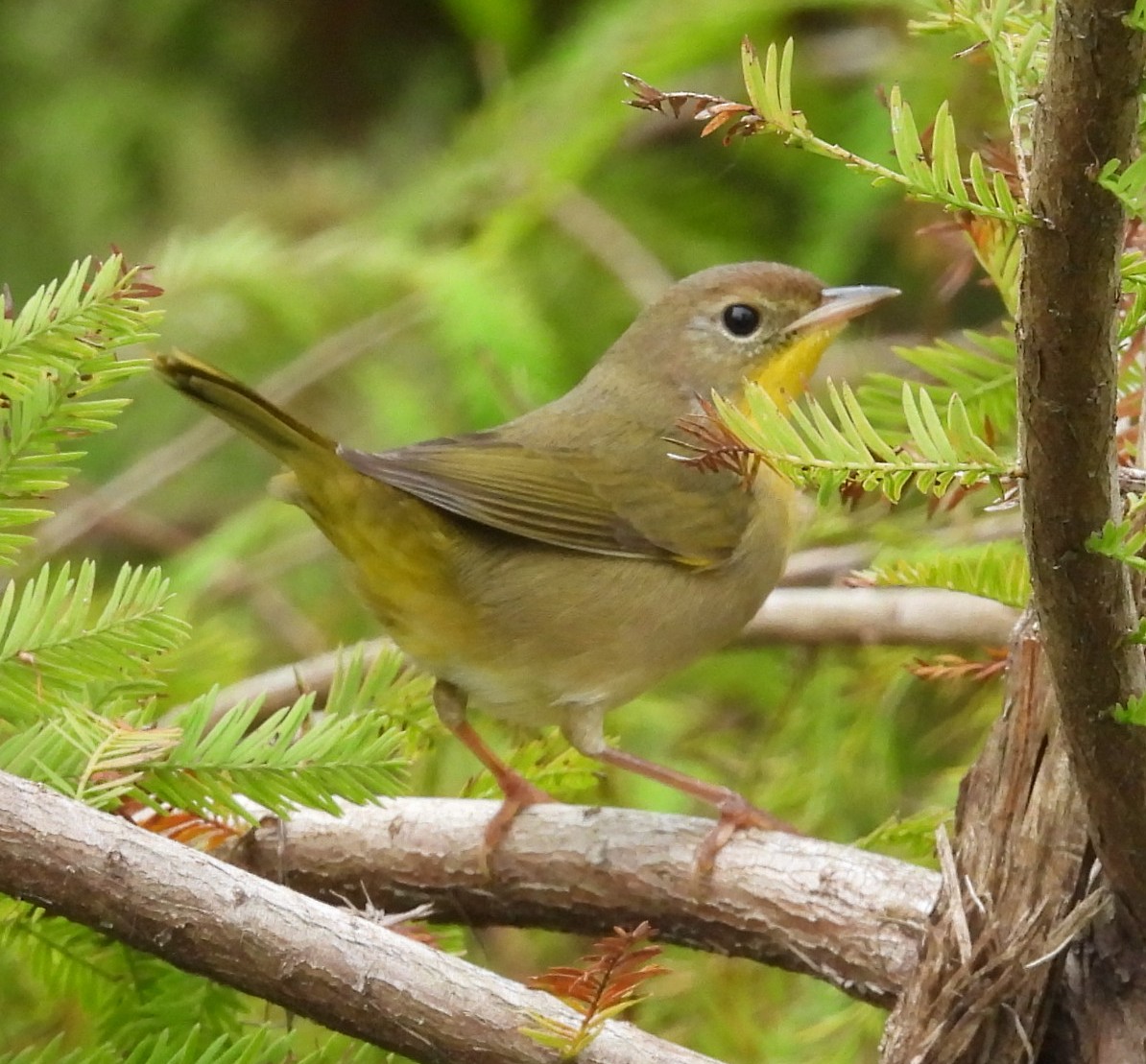 Common Yellowthroat - ML643566828