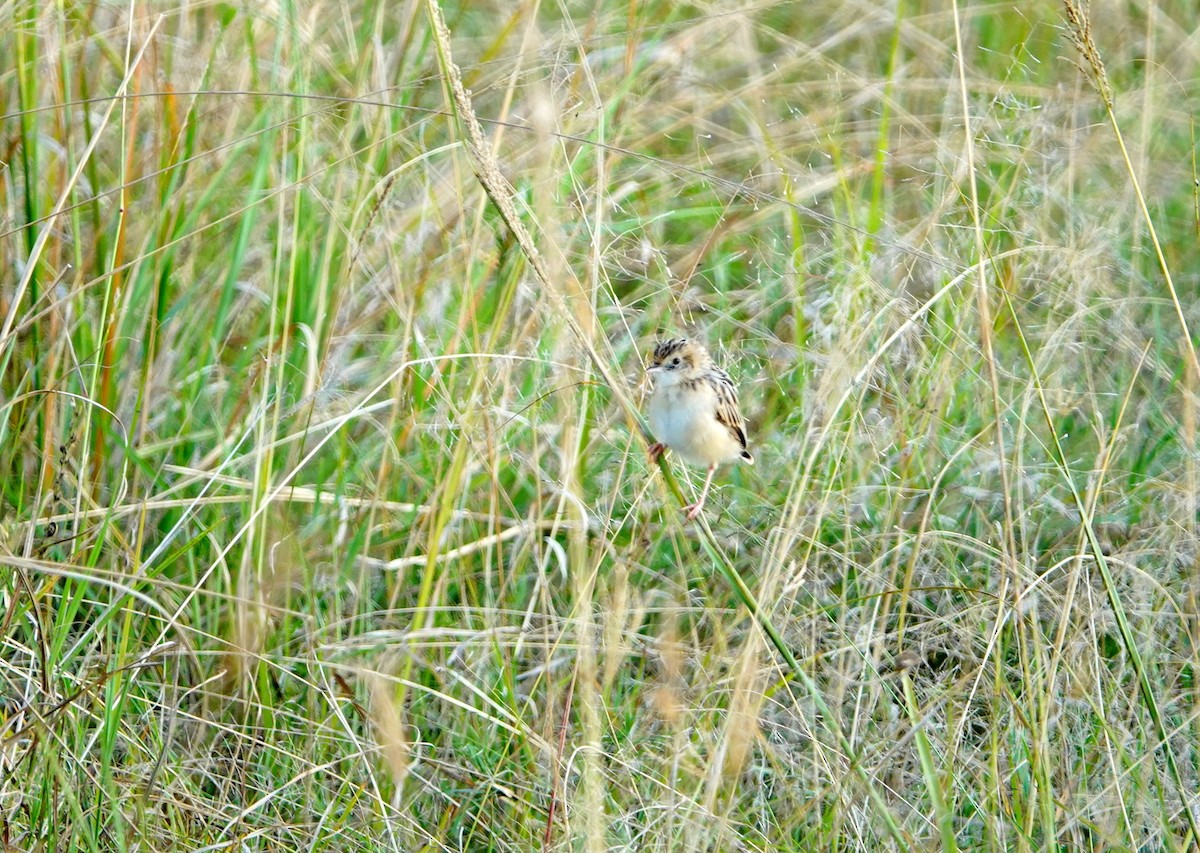 Pectoral-patch Cisticola - ML643566841