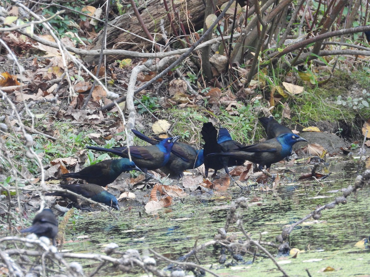 Common Grackle - ML643566860