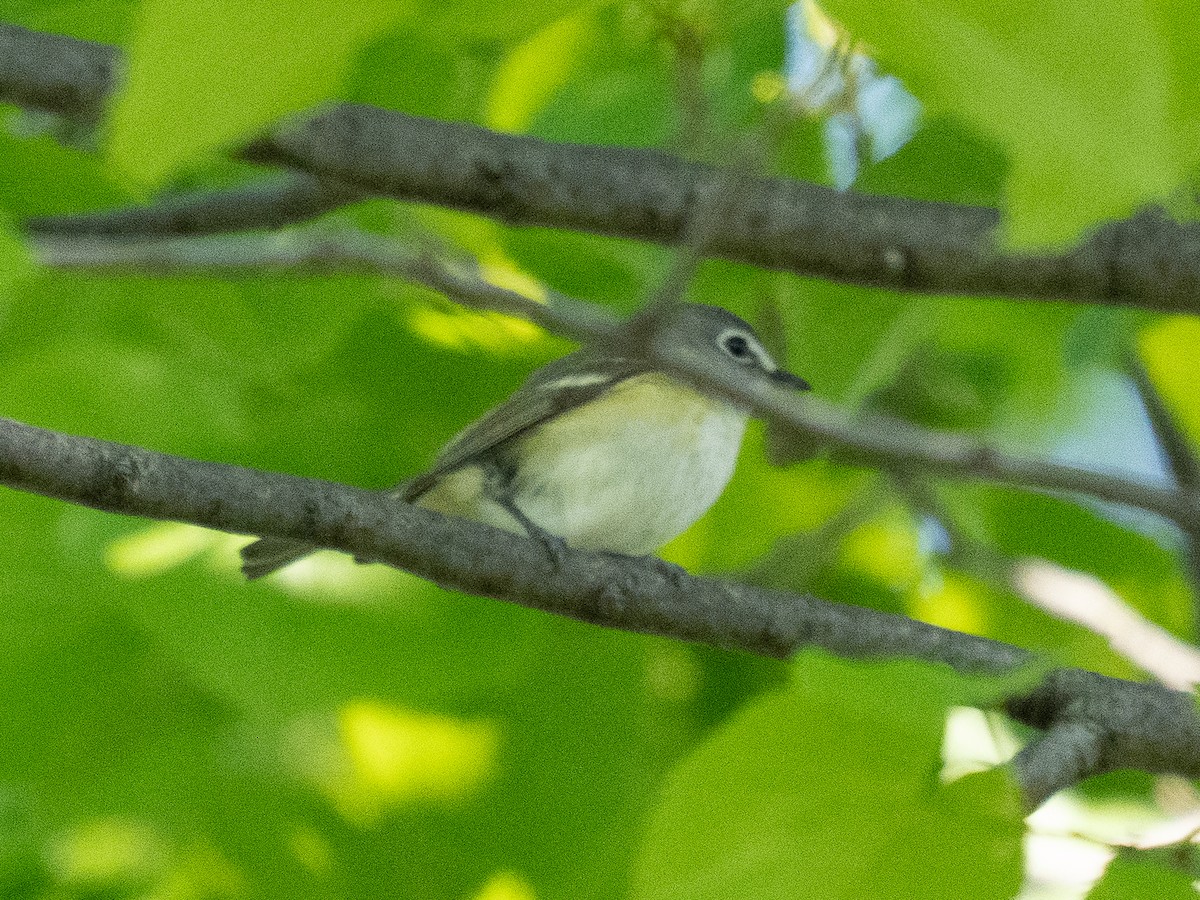 Vireo Solitario - ML643566865
