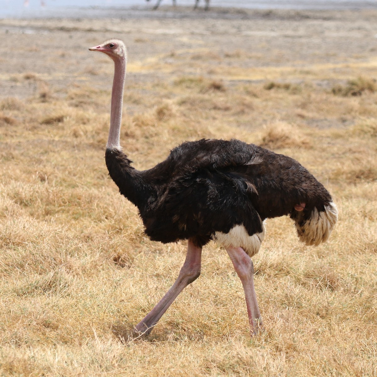 Common Ostrich - ML643566872