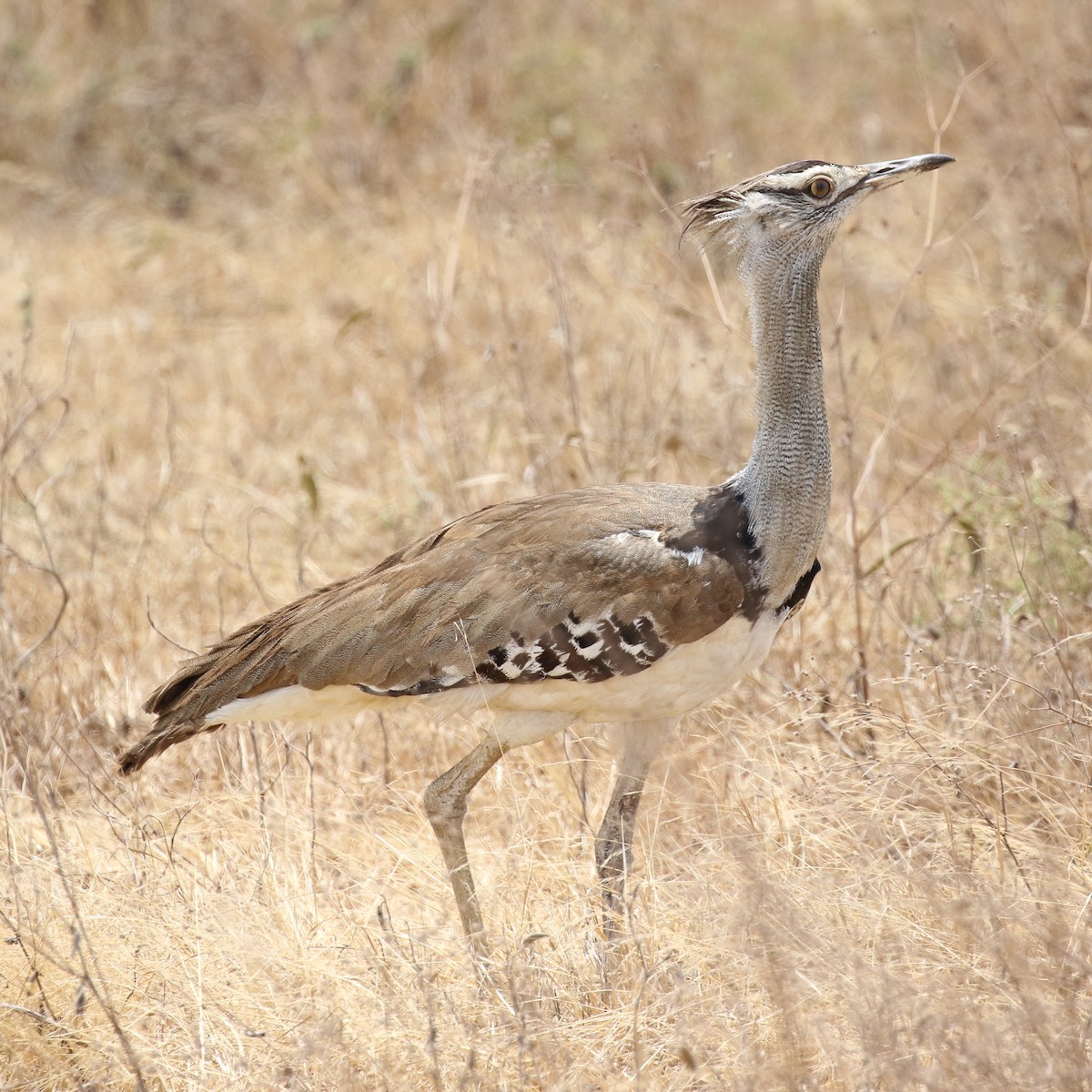 Kori Bustard - ML643566876