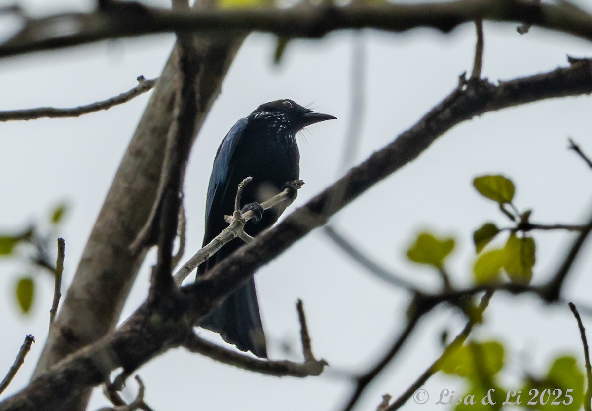 Wallacean Drongo (Flores) - ML643566878