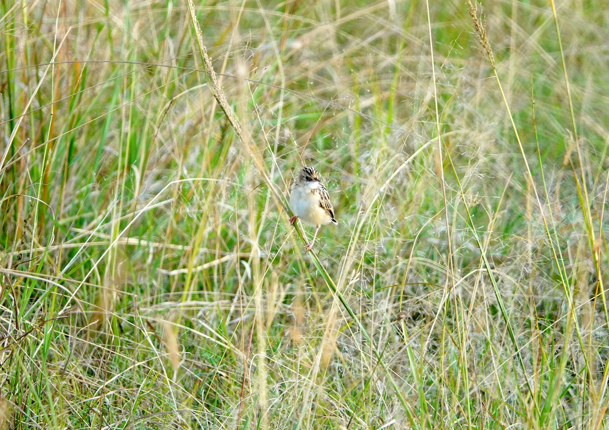 Pectoral-patch Cisticola - ML643566887