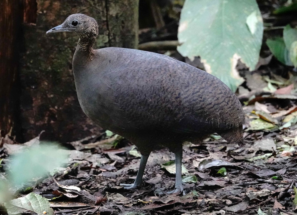 Solitary Tinamou - ML643566894