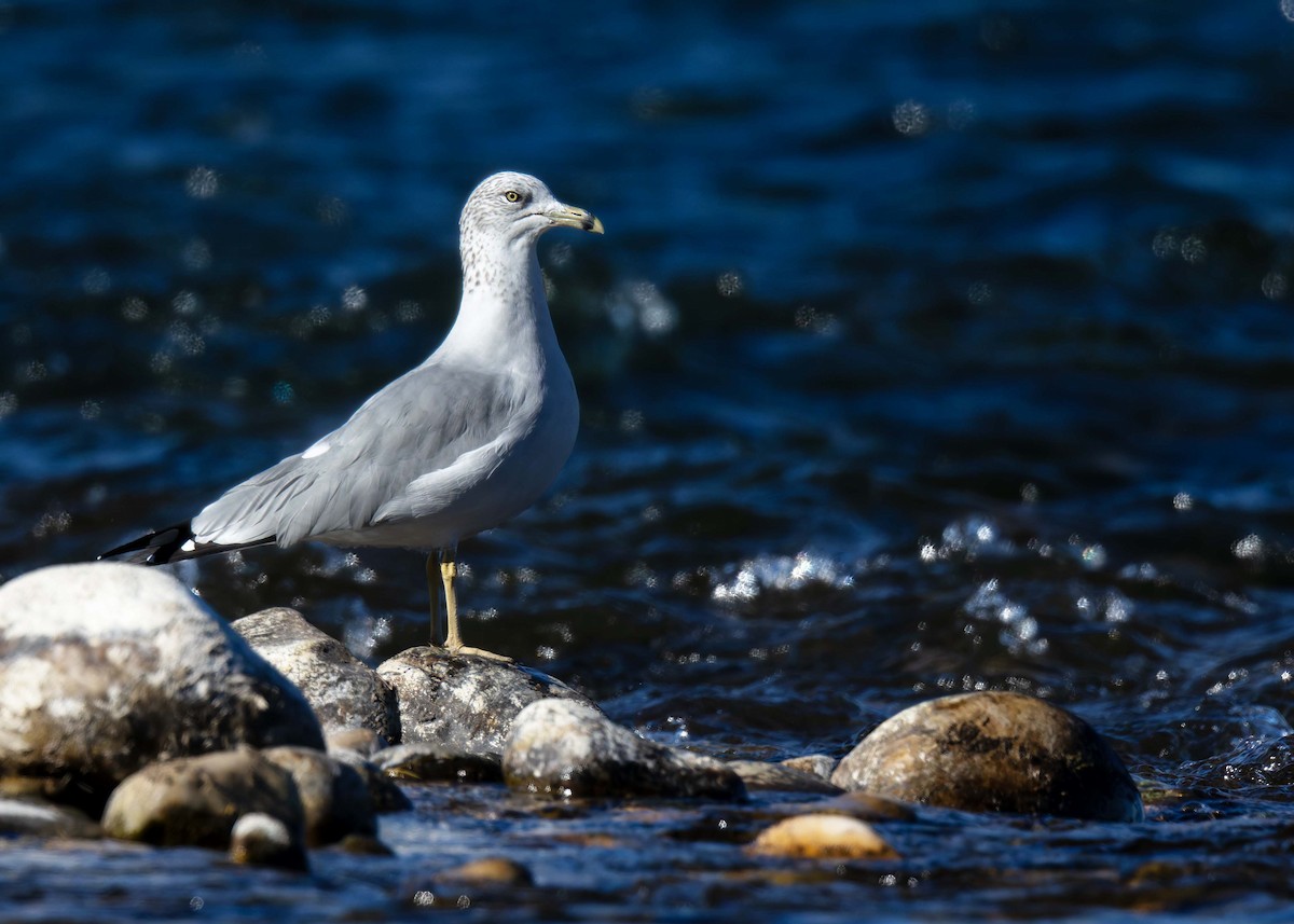Ring-billed Gull - ML643566901