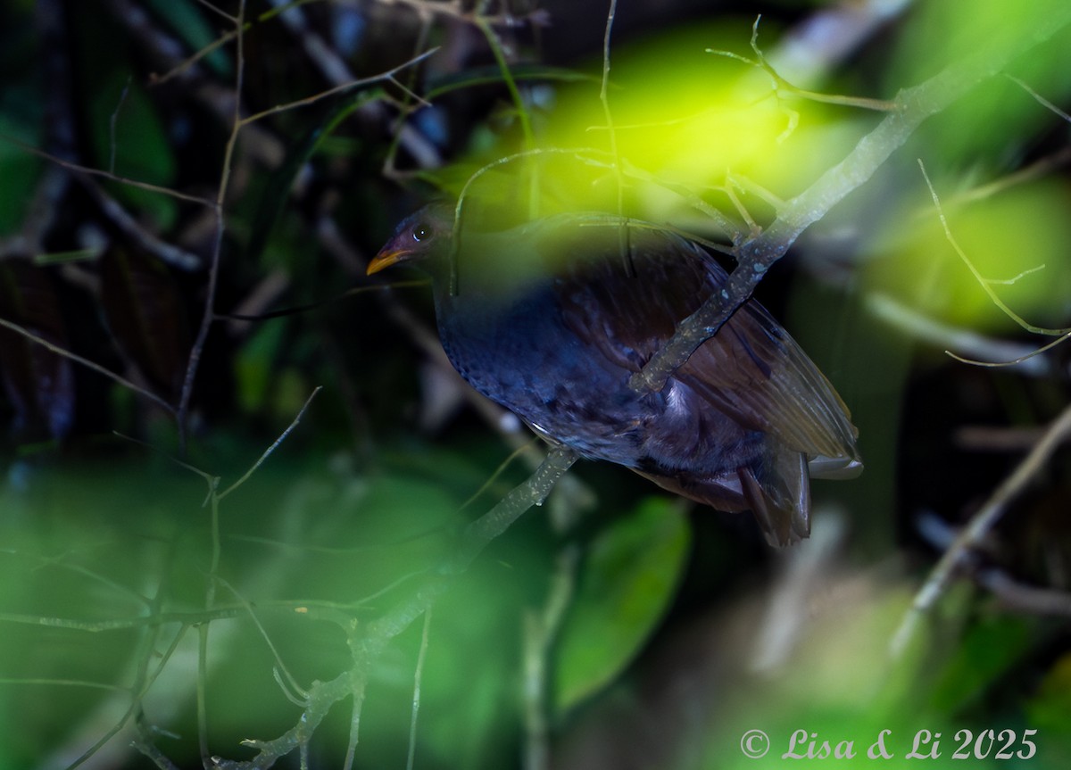 Orange-footed Megapode - ML643566904