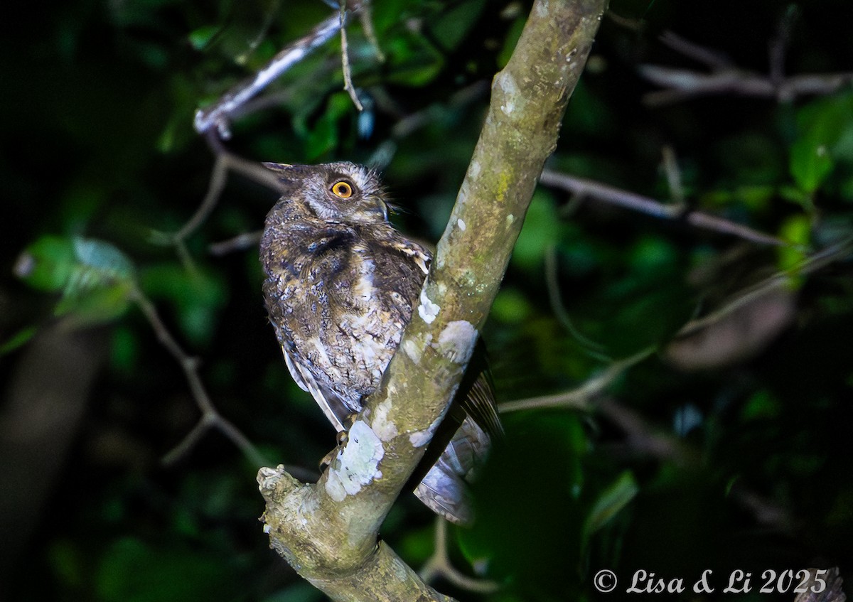 Moluccan Scops-Owl - ML643566913