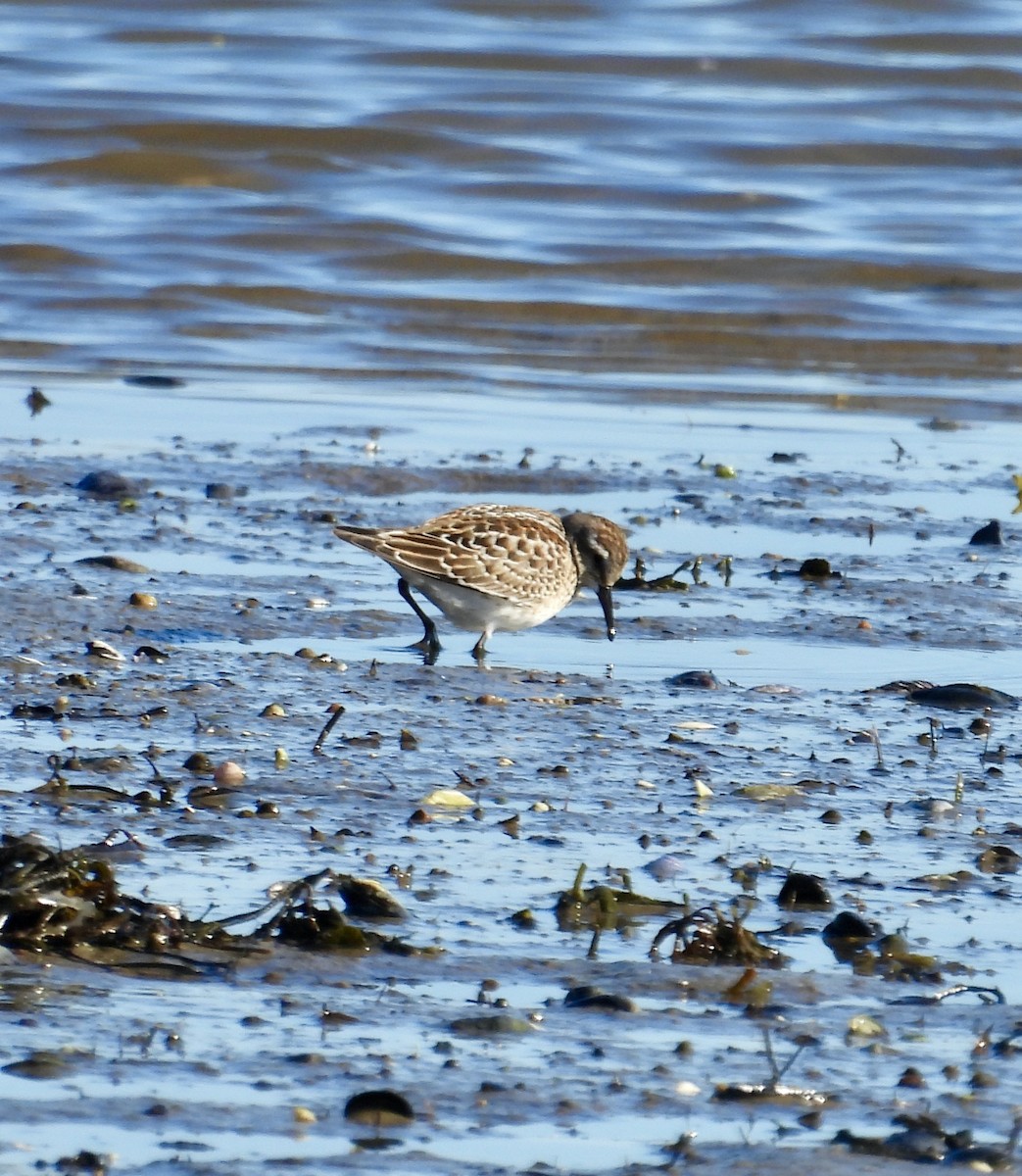 White-rumped Sandpiper - ML643566928