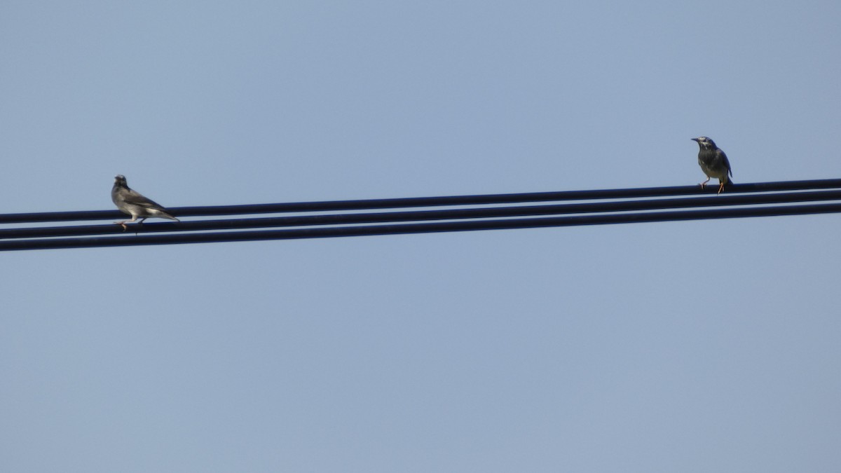 Étourneau gris - ML643566946