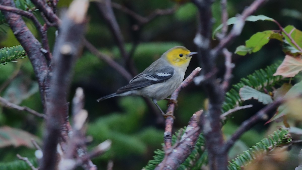Hermit Warbler - ML643566949
