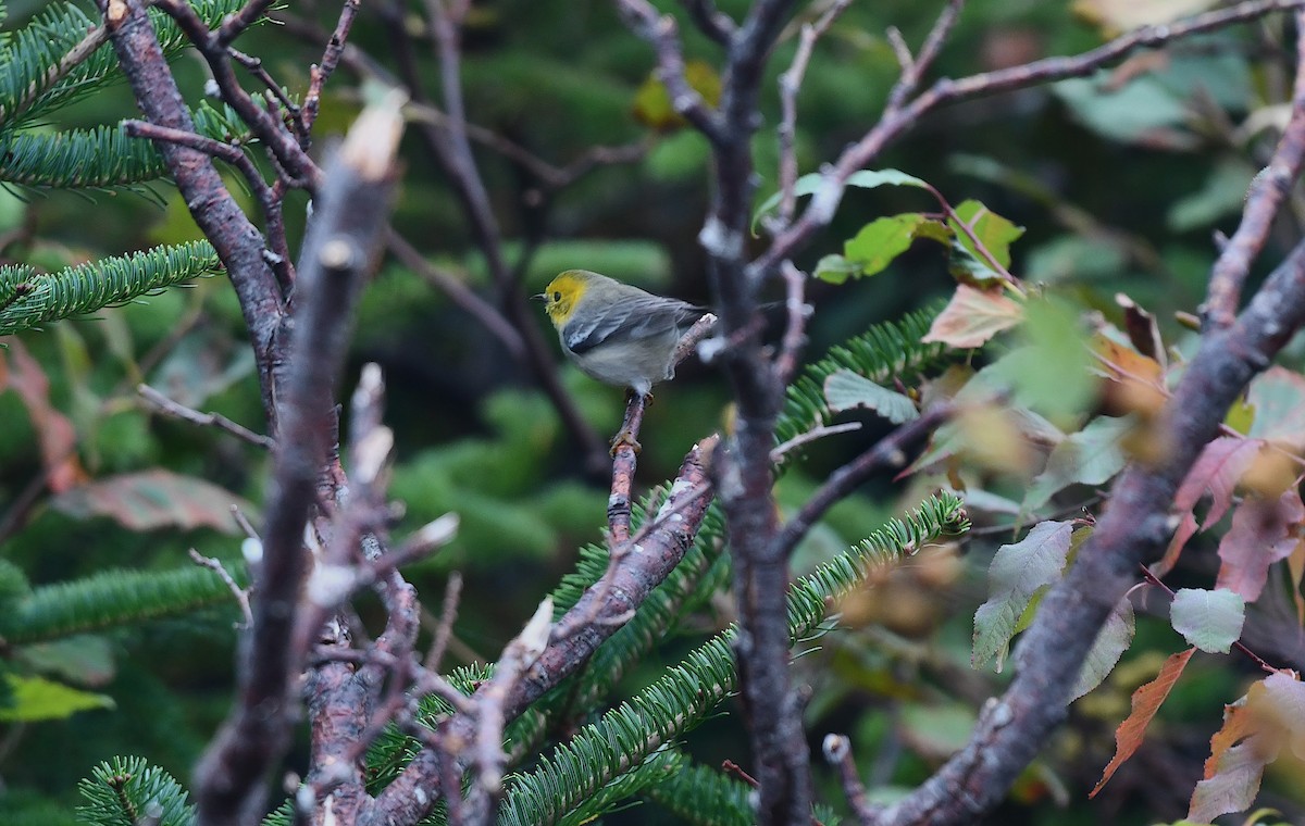 Hermit Warbler - ML643566950