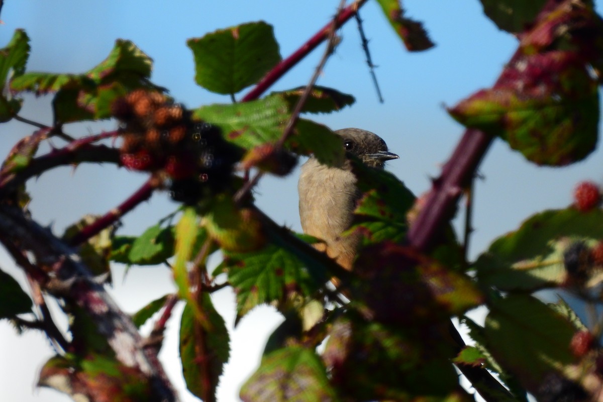 Say's Phoebe - ML643566953