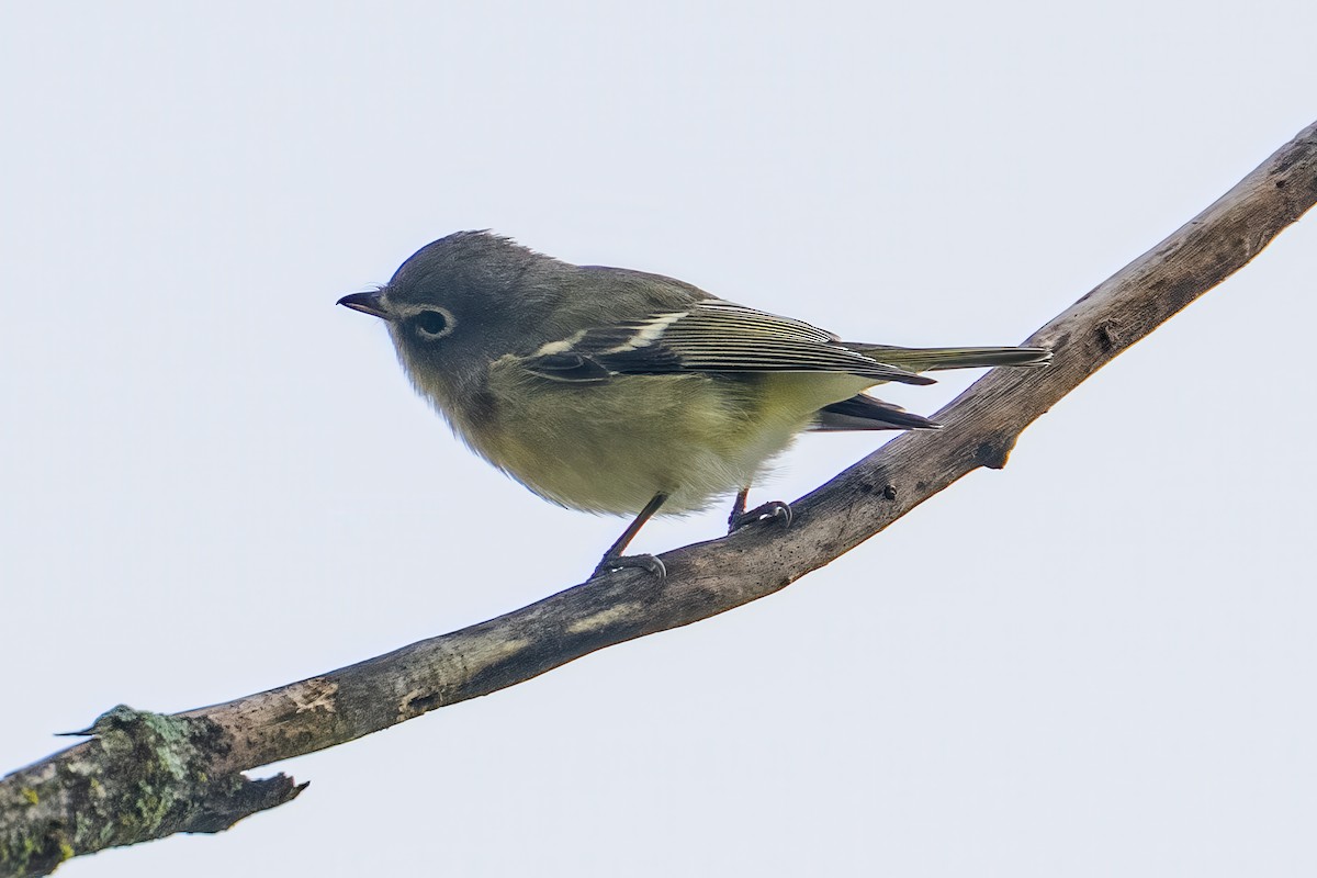 Vireo Solitario - ML643566958