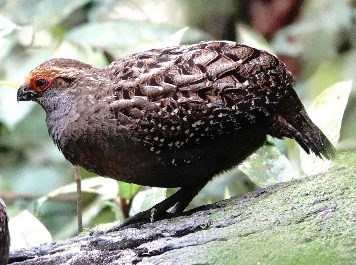 Spot-winged Wood-Quail - ML643566961
