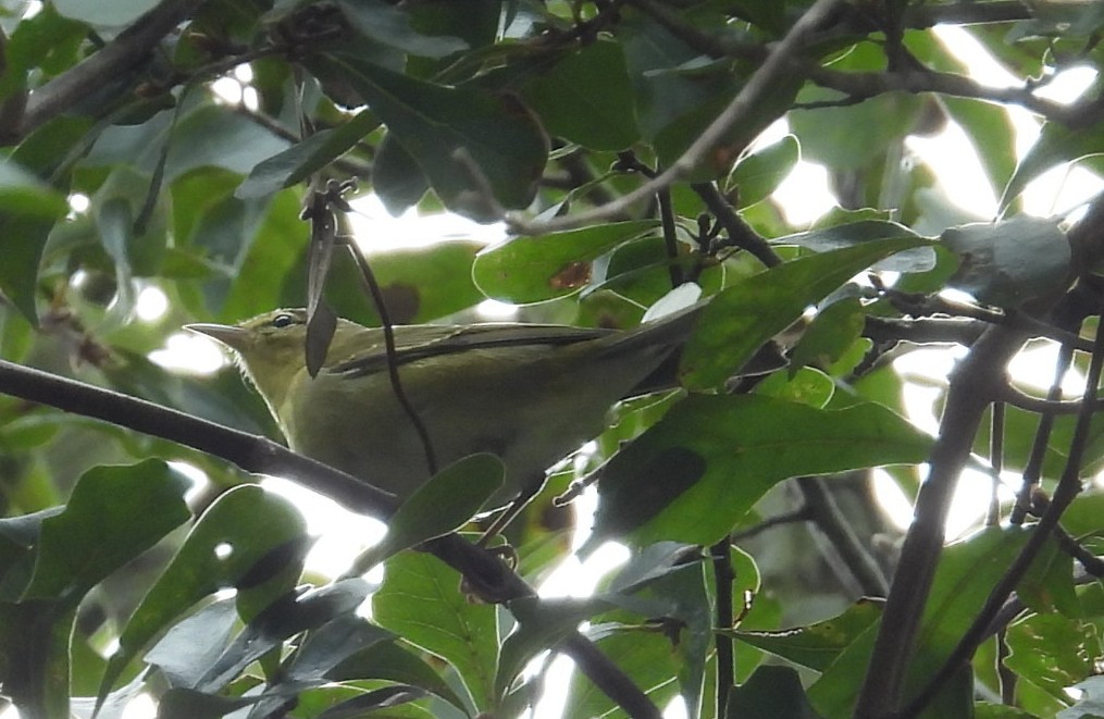 Tennessee Warbler - ML643566967