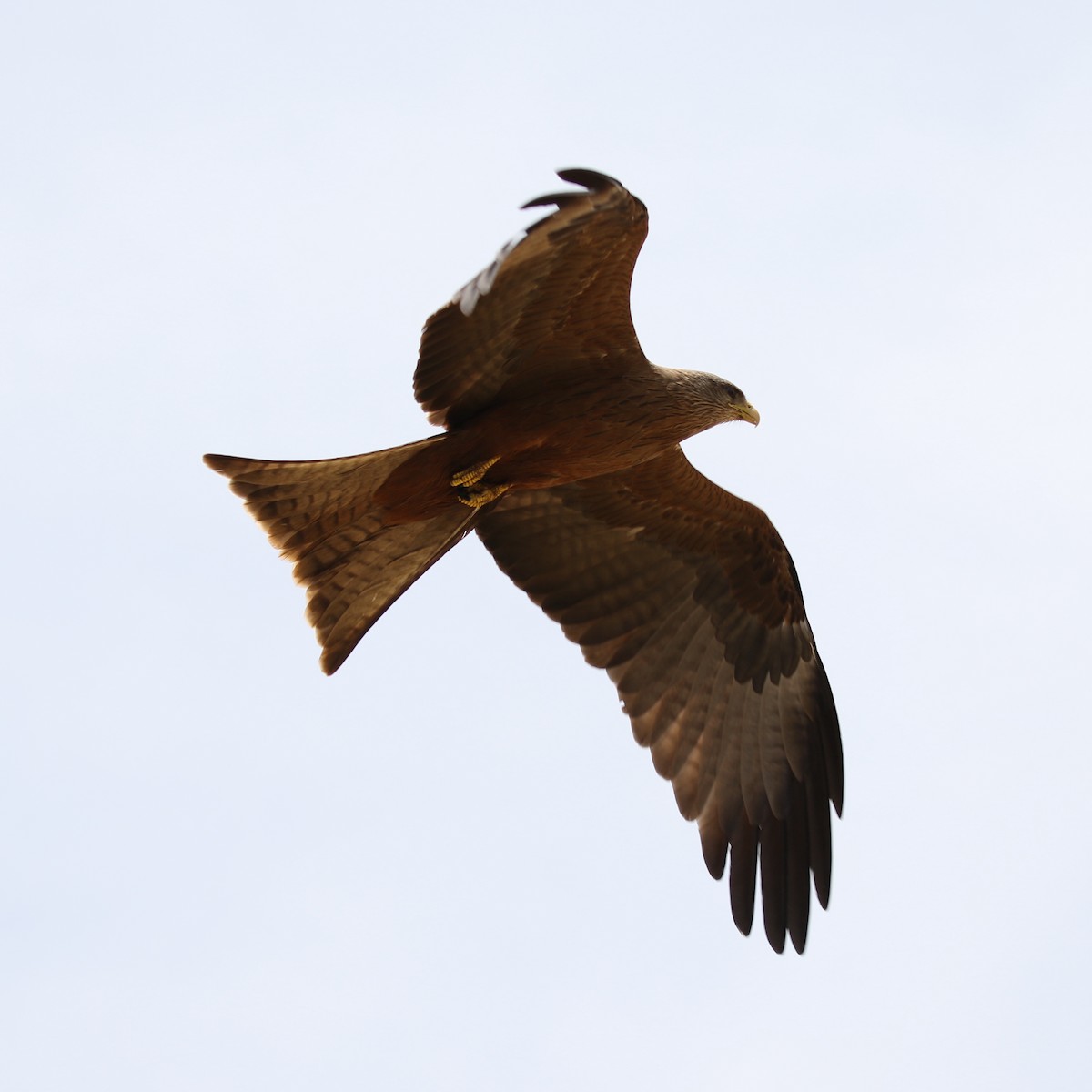 Black Kite - ML643566969