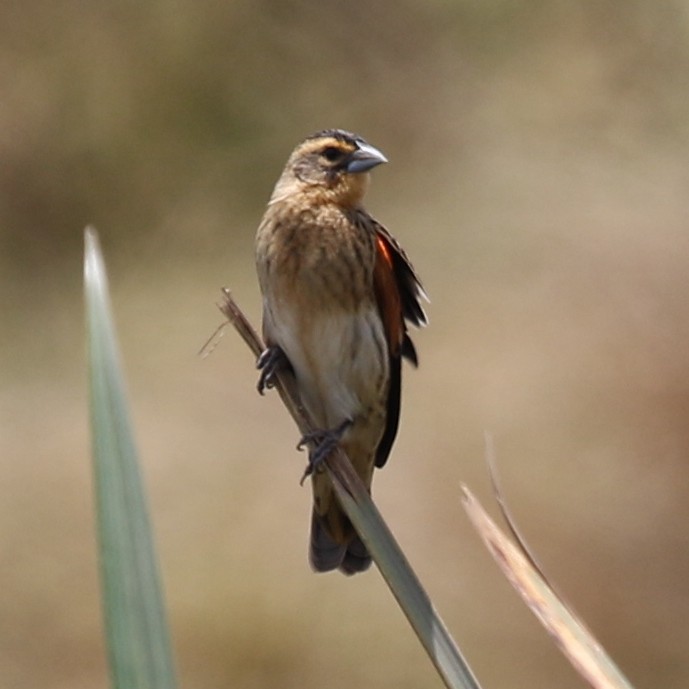 Fan-tailed Widowbird - ML643566974