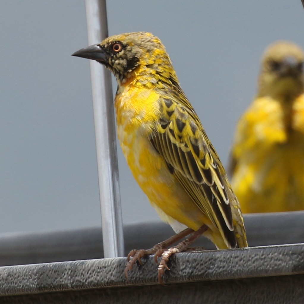 Village Weaver - ML643566976