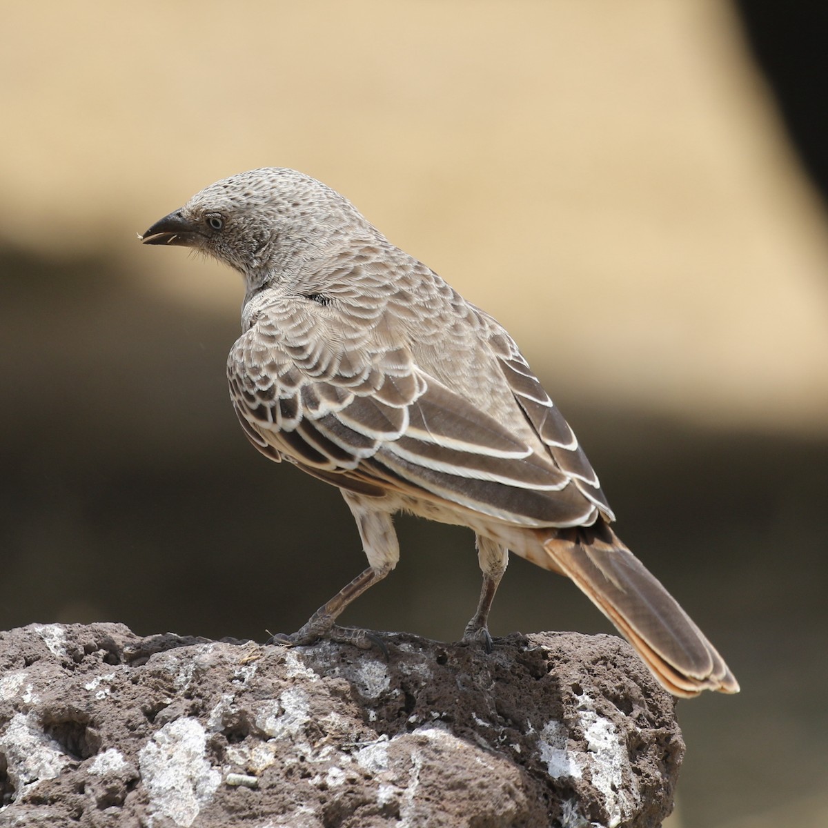 Rufous-tailed Weaver - ML643566977