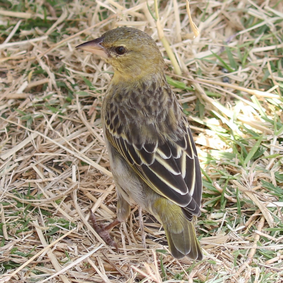 Speke's Weaver - ML643566987