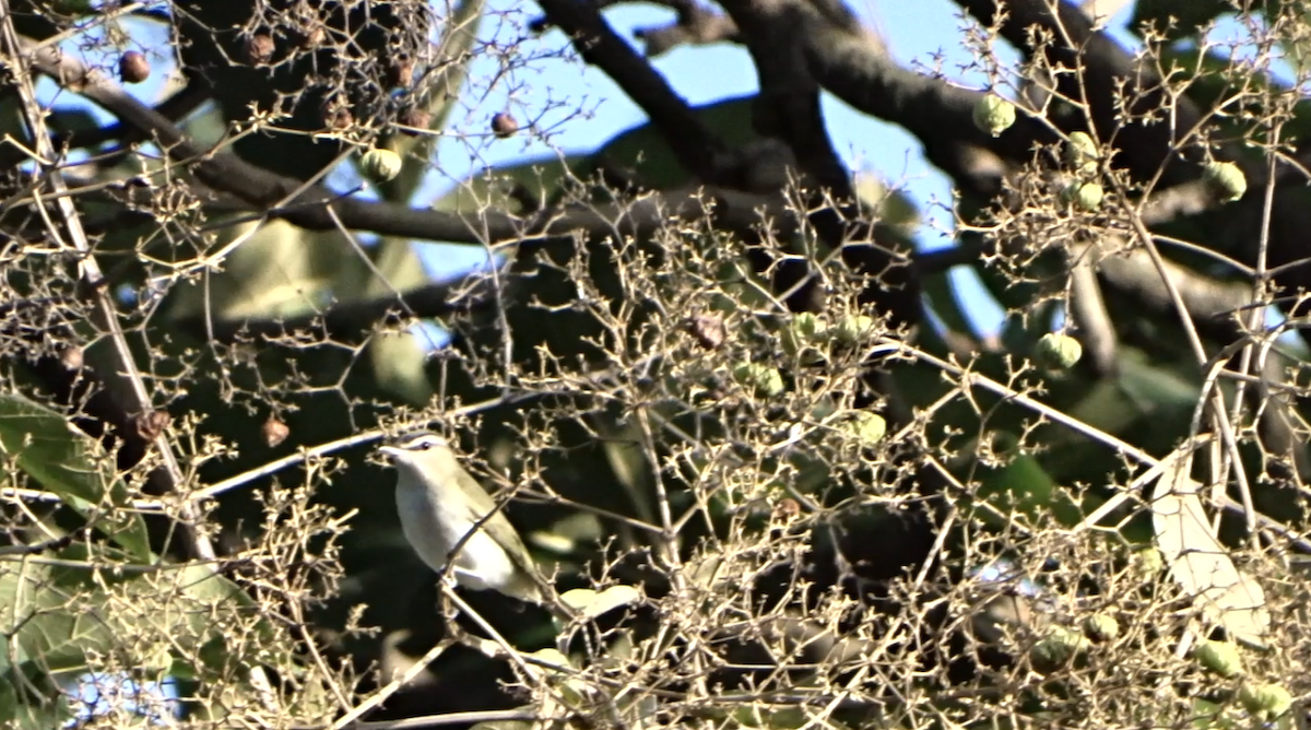 Chivi Vireo - ML643566993