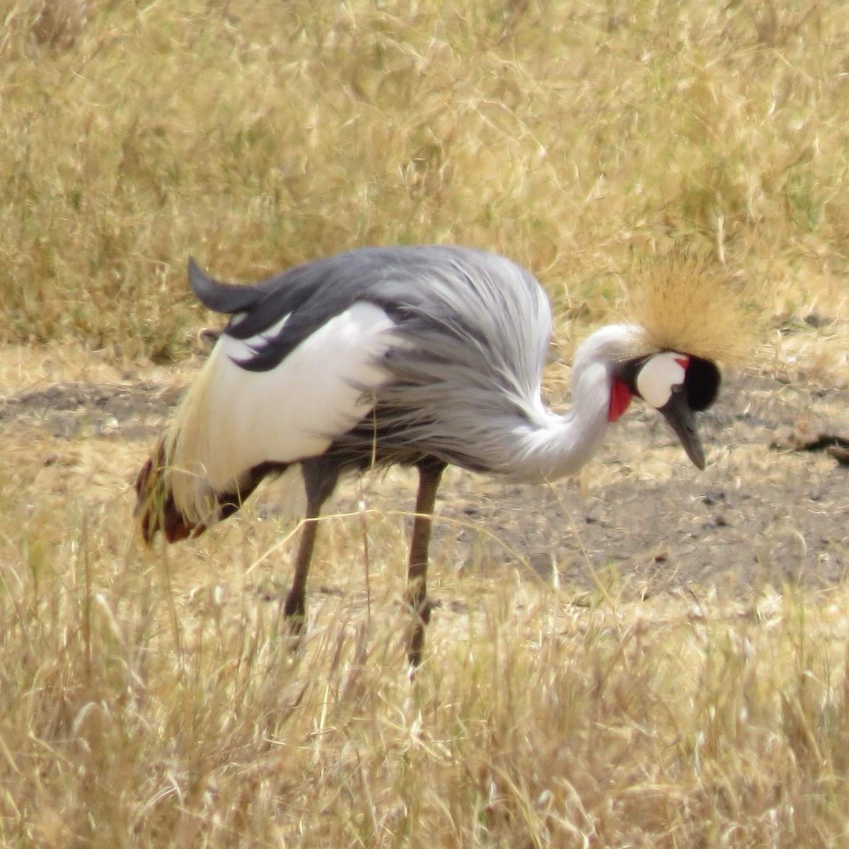 Gray Crowned-Crane - ML643566994