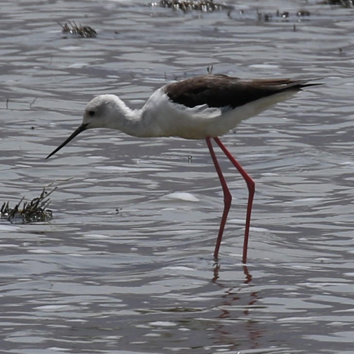 Black-winged Stilt - ML643566995