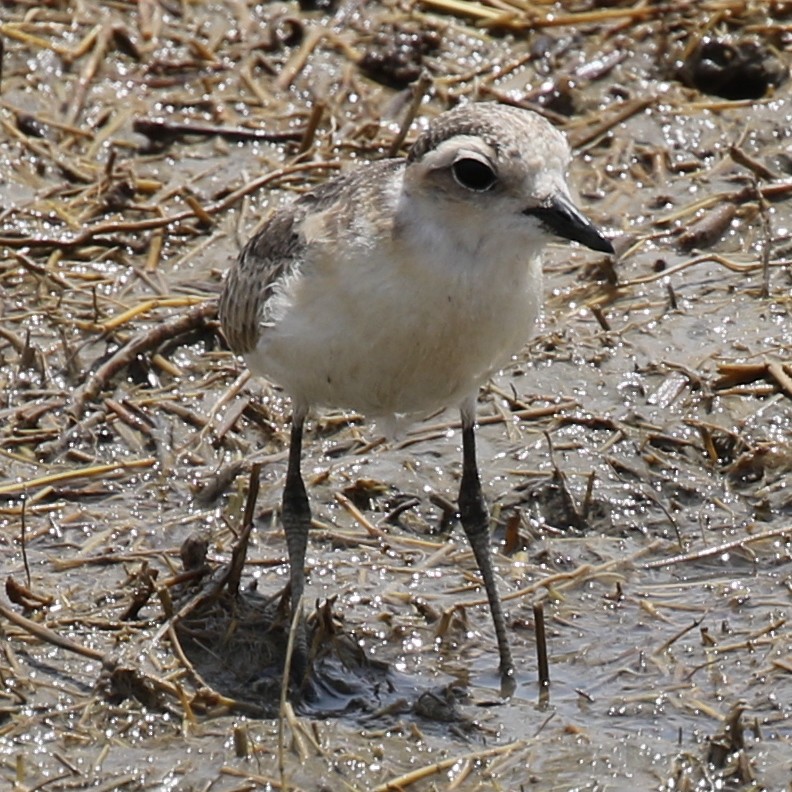 Kittlitz's Plover - ML643566999