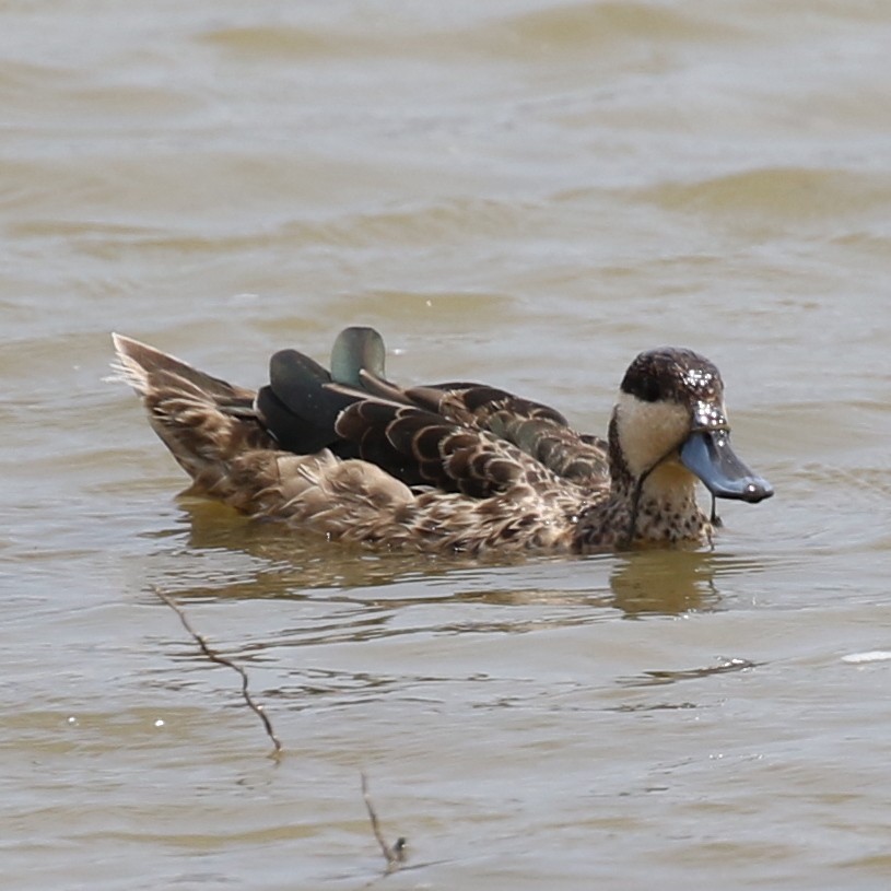 Blue-billed Teal - ML643567002
