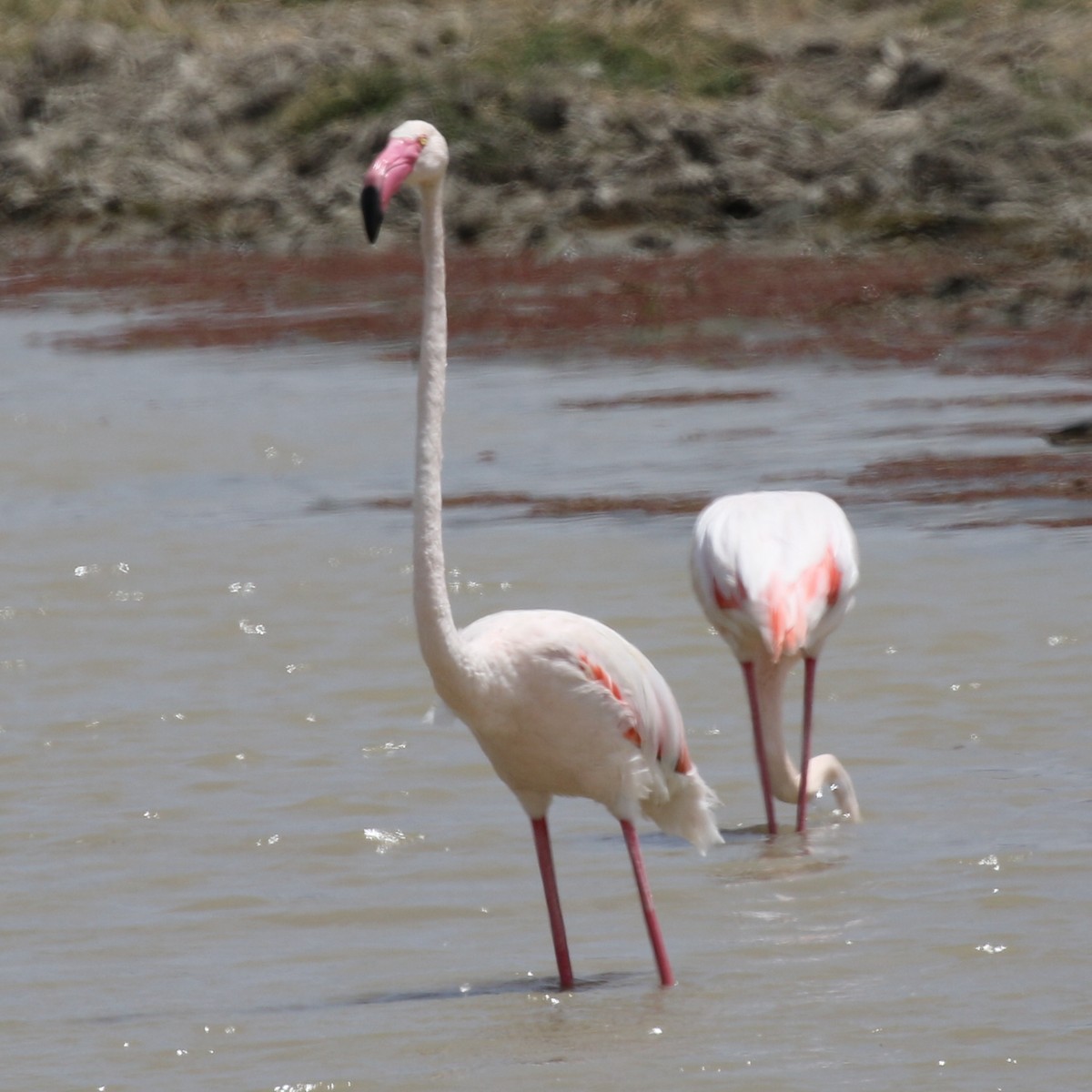 Greater Flamingo - ML643567006