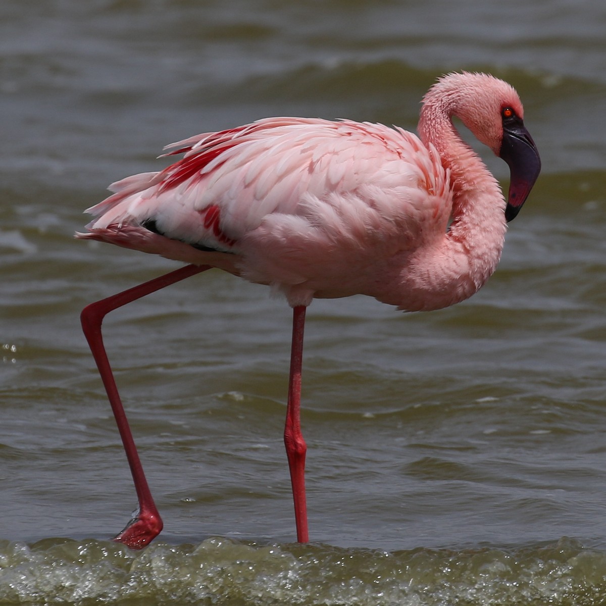 Lesser Flamingo - ML643567007