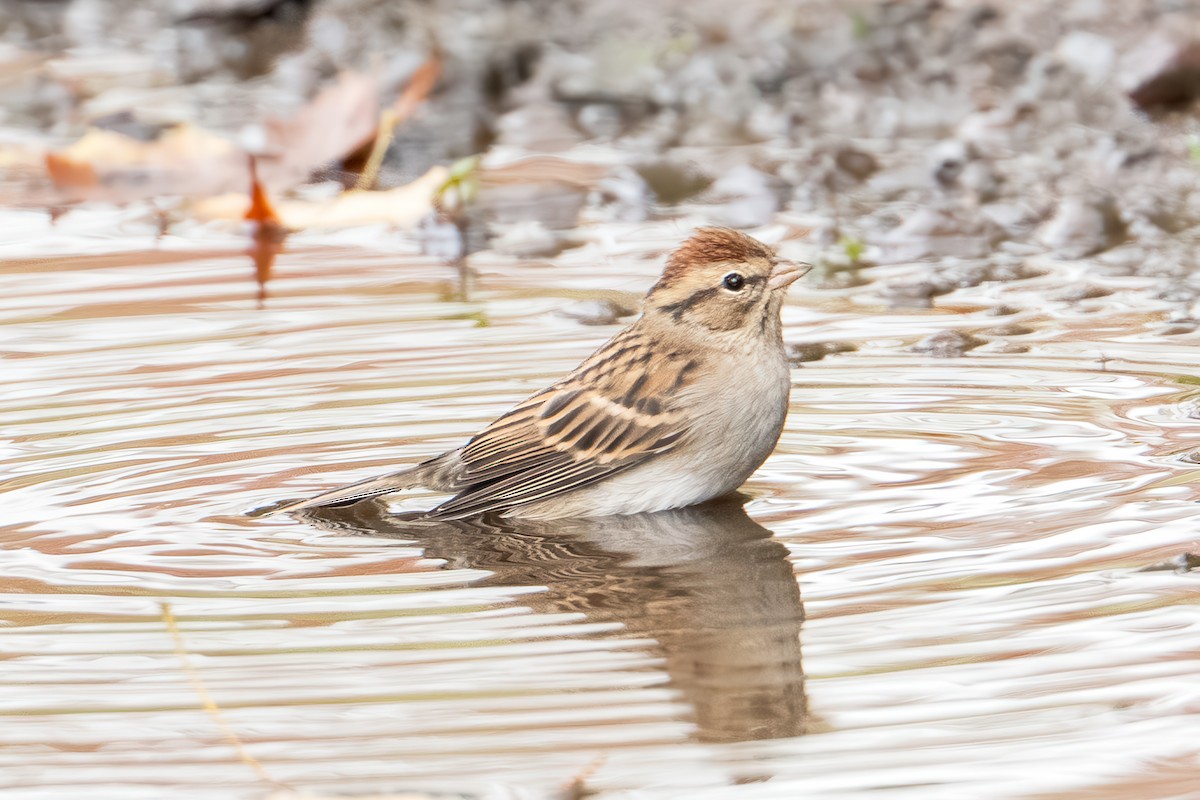 Chipping Sparrow - ML643567013