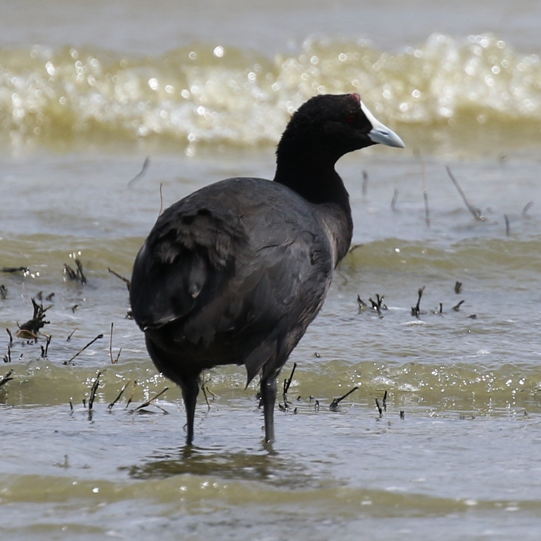 Red-knobbed Coot - ML643567014
