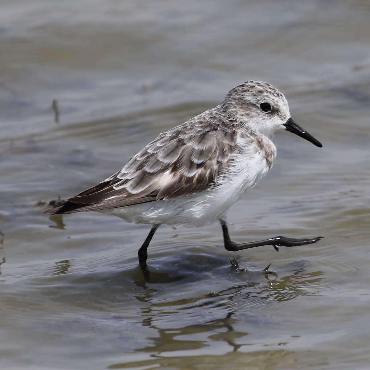 Little Stint - ML643567030