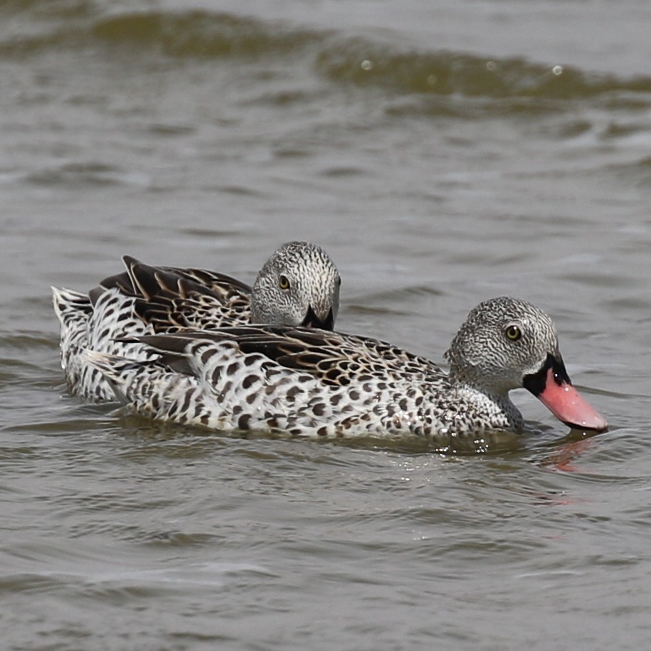 Cape Teal - ML643567047