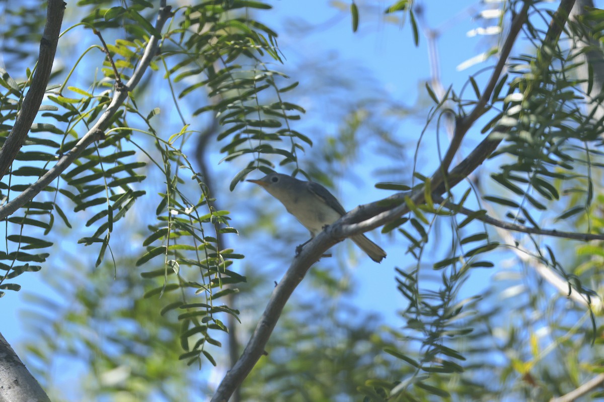 Blue-gray Gnatcatcher - ML643567050
