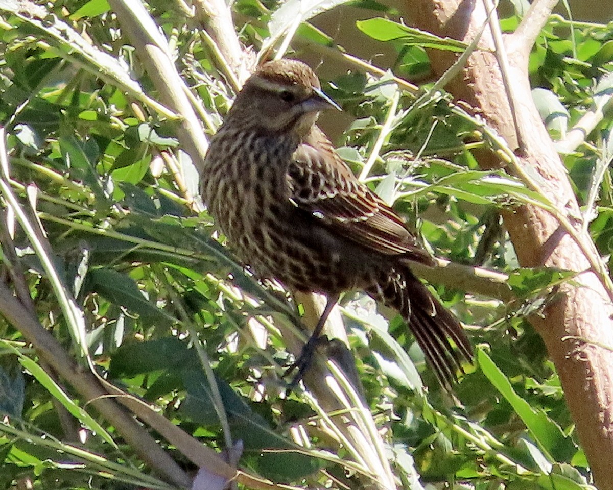 Red-winged Blackbird - ML643567053