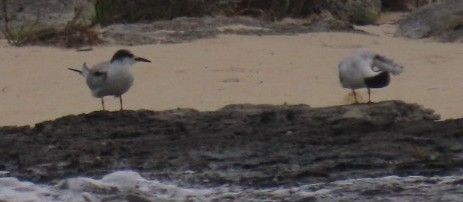Common Tern - ML643567060
