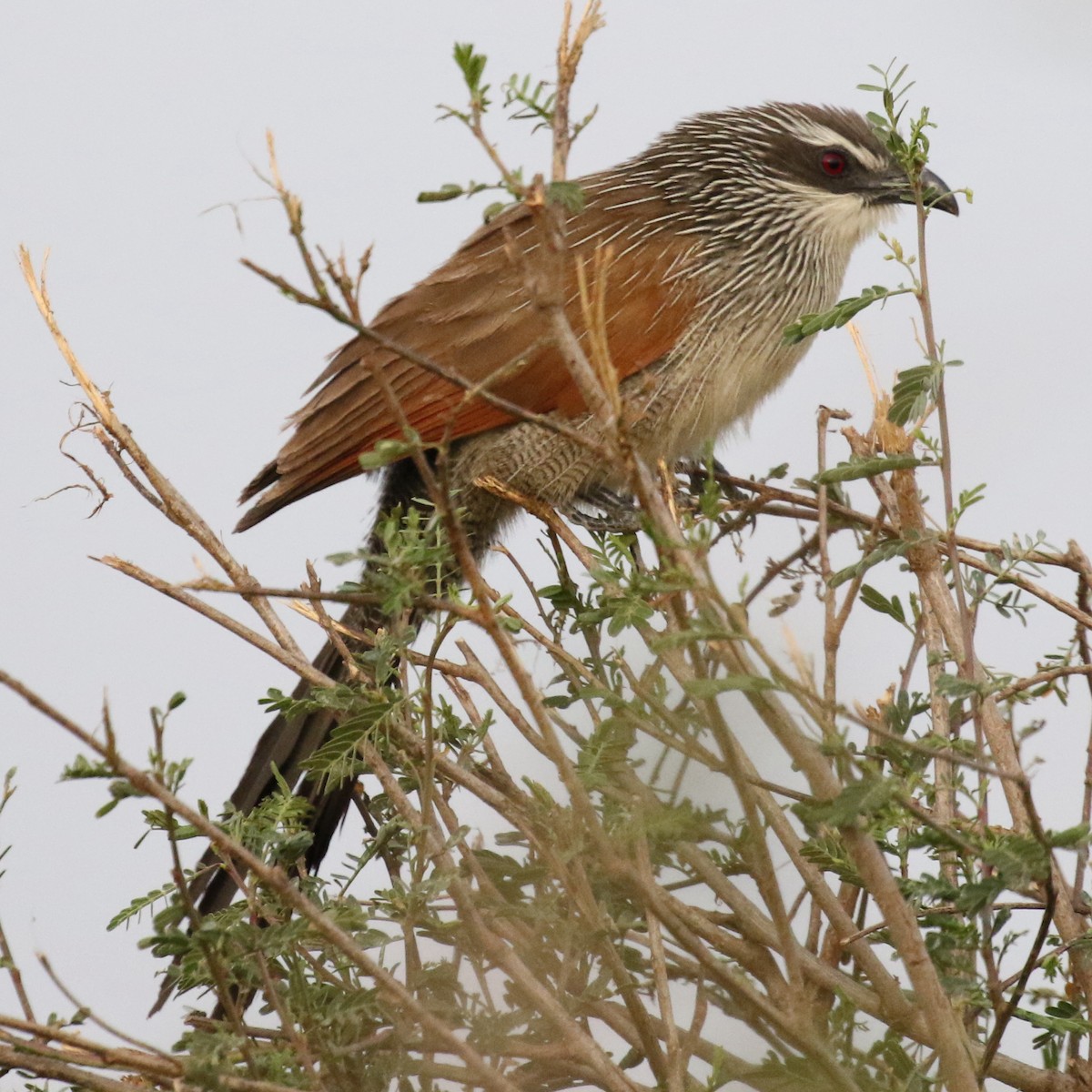 White-browed Coucal - ML643567063
