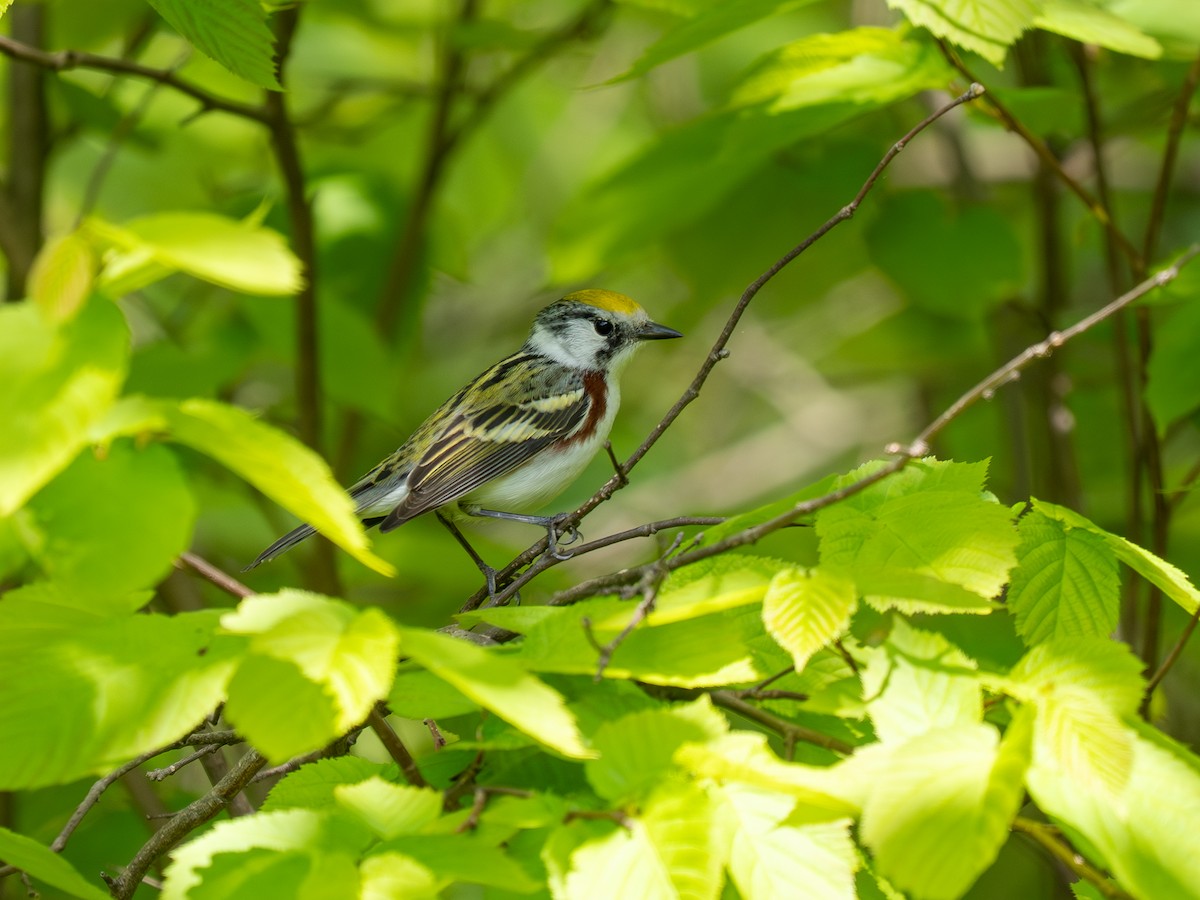 Chestnut-sided Warbler - ML643567073