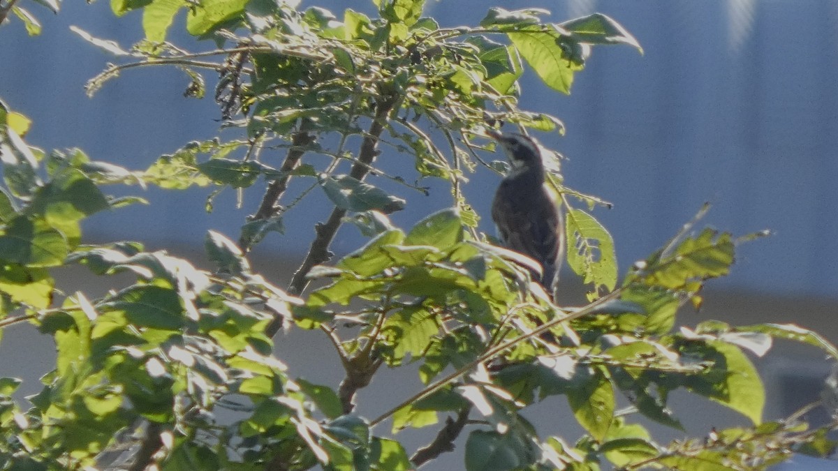 Dusky Thrush - ML643567074